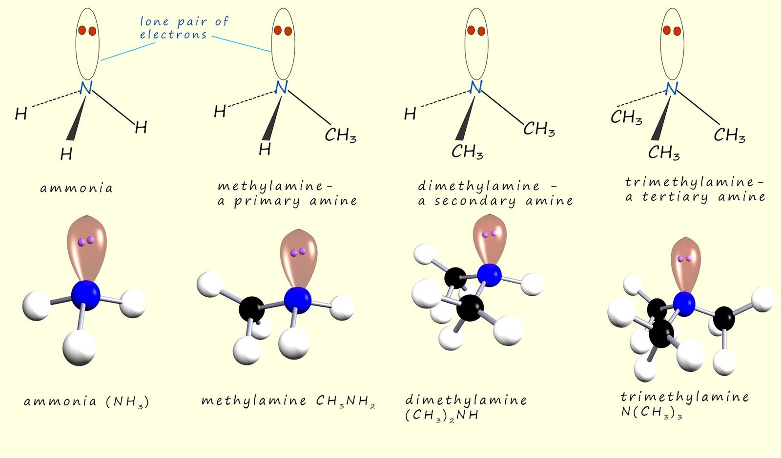 Image showS the structure of primary, secondary and tertiray amines, ammonia, methylamine, dimethylamine and trimethylamine, displayed formula and 3d models.